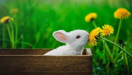 黑料深度揭秘：秘闻风波背后，神秘人在直播间现场的角色罕见令人意外